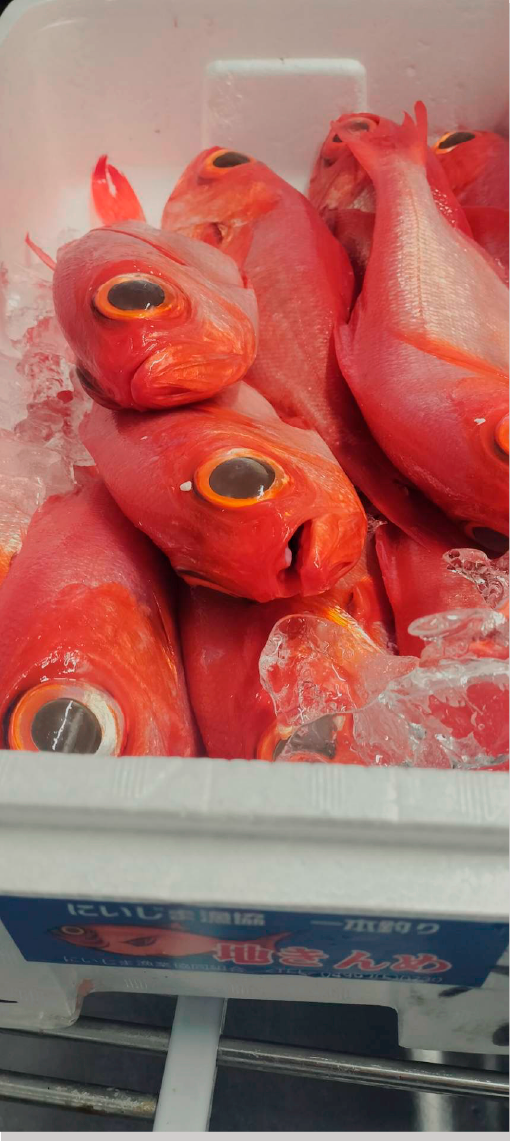 赤い魚仕入れ写真